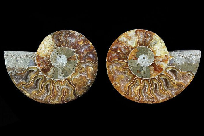 Cut & Polished Ammonite Fossil - Agatized #82317